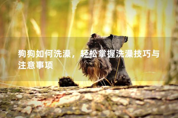 狗狗如何洗澡，輕松掌握洗澡技巧與注意事項