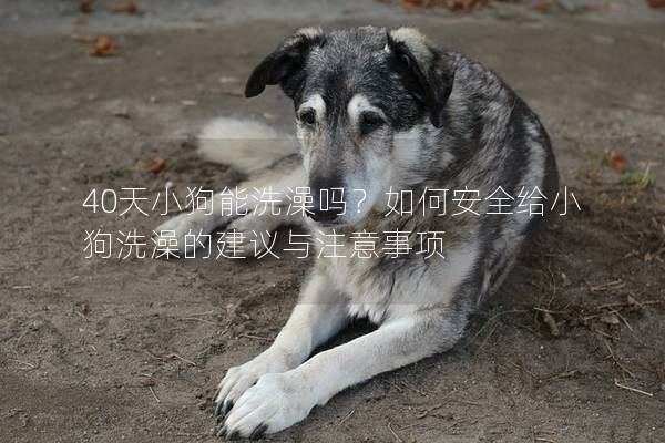 40天小狗能洗澡嗎？如何安全給小狗洗澡的建議與注意事項