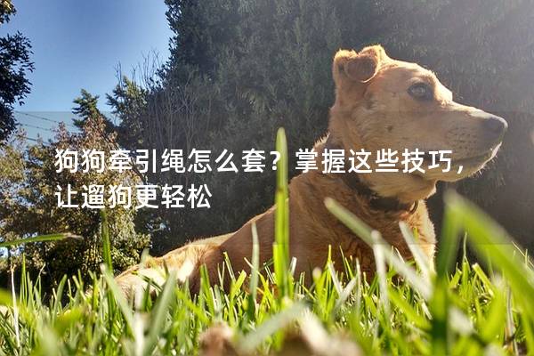 狗狗牽引繩怎么套？掌握這些技巧，讓遛狗更輕松
