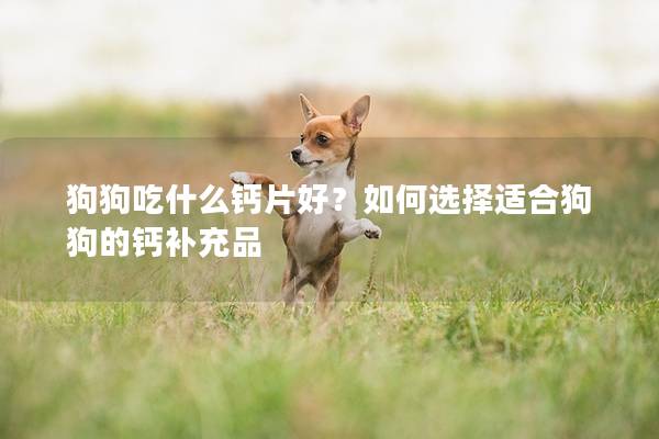 狗狗吃什么鈣片好？如何選擇適合狗狗的鈣補充品