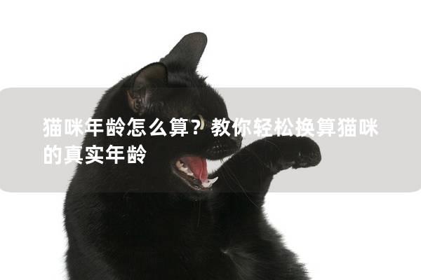 貓咪年齡怎么算？教你輕松換算貓咪的真實年齡