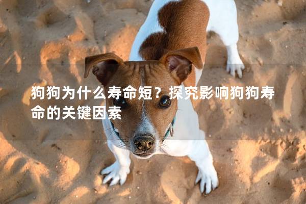 狗狗為什么壽命短？探究影響狗狗壽命的關鍵因素