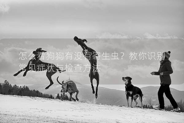 怎么看狗狗有沒有寄生蟲？教你識別常見癥狀與檢查方法