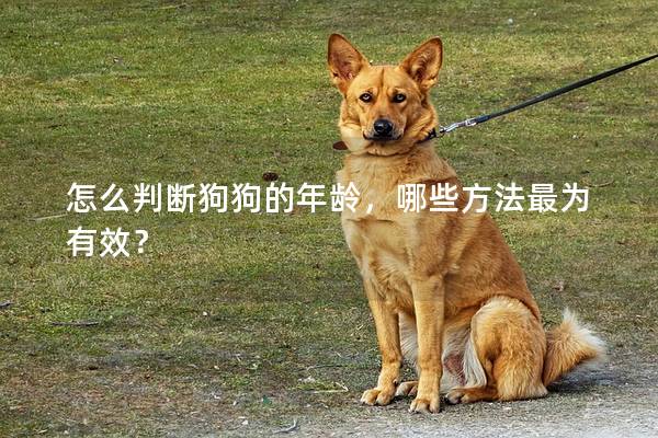怎么判斷狗狗的年齡，哪些方法最為有效？