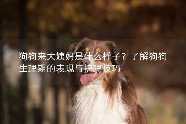 狗狗來大姨媽是什么樣子?了解狗狗生理期的表現與護理技巧 狗狗來大姨媽是什么樣子?了解狗狗生理期的表現與護理技巧