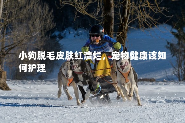 小狗脫毛皮膚紅潰爛，寵物健康該如何護理