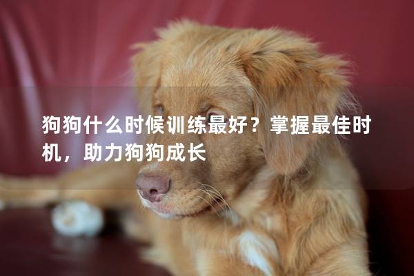 狗狗什么時候訓練最好?掌握最佳時機,助力狗狗成長 狗狗什么時候訓練最好?掌握最佳時機,助力狗狗成長