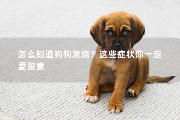 怎么知道狗狗發燒?這些癥狀你一定要留意 怎么知道狗狗發燒?這些癥狀你一定要留意