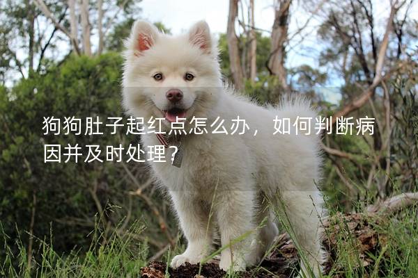 狗狗肚子起紅點(diǎn)怎么辦，如何判斷病因并及時處理？
