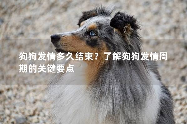 狗狗發情多久結束？了解狗狗發情周期的關鍵要點