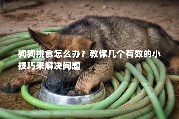 狗狗挑食怎么辦？教你幾個(gè)有效的小技巧來解決問題