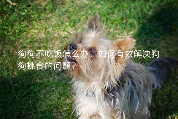 狗狗不吃飯?jiān)趺崔k,如何有效解決狗狗挑食的問題? 狗狗不吃飯?jiān)趺崔k,如何有效解決狗狗挑食的問題?