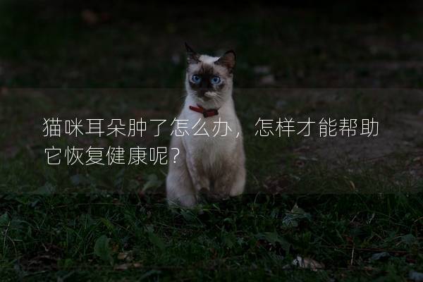 貓咪耳朵腫了怎么辦，怎樣才能幫助它恢復健康呢？