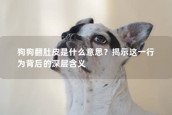 狗狗翻肚皮是什么意思?揭示這一行為背后的深層含義