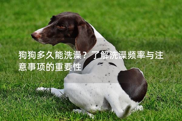 狗狗多久能洗澡？了解洗澡頻率與注意事項的重要性