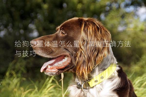 給狗狗量體溫怎么量，掌握正確方法與技巧