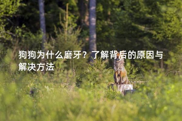 狗狗為什么磨牙?了解背后的原因與解決方法 狗狗為什么磨牙?了解背后的原因與解決方法