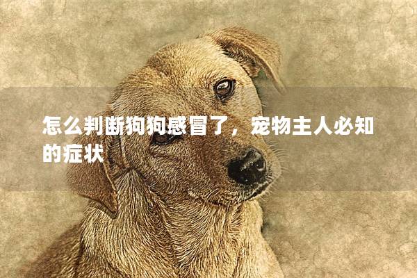 怎么判斷狗狗感冒了，寵物主人必知的癥狀