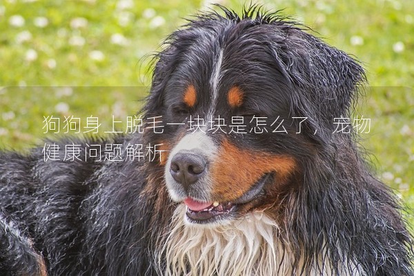 狗狗身上脫毛一塊塊是怎么了，寵物健康問題解析