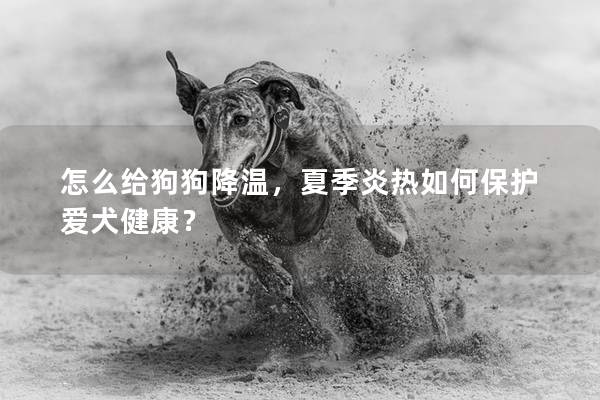 怎么給狗狗降溫，夏季炎熱如何保護愛犬健康？