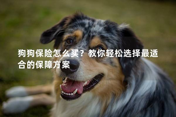 狗狗保險怎么買？教你輕松選擇最適合的保障方案