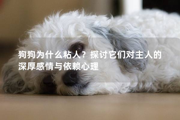 狗狗為什么粘人?探討它們對主人的深厚感情與依賴心理 狗狗為什么粘人?探討它們對主人的深厚感情與依賴心理