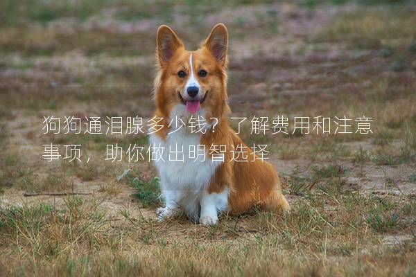 狗狗通淚腺多少錢？了解費(fèi)用和注意事項(xiàng)，助你做出明智選擇