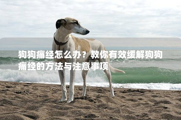 狗狗痛經怎么辦？教你有效緩解狗狗痛經的方法與注意事項
