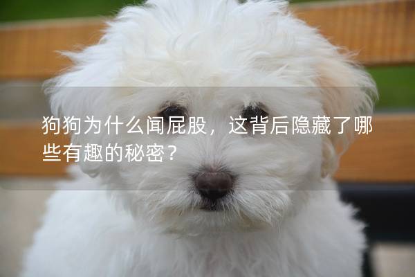 狗狗為什么聞屁股，這背后隱藏了哪些有趣的秘密？