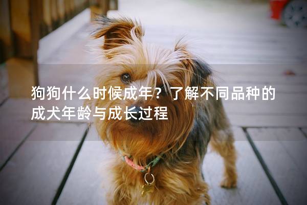 狗狗什么時候成年？了解不同品種的成犬年齡與成長過程