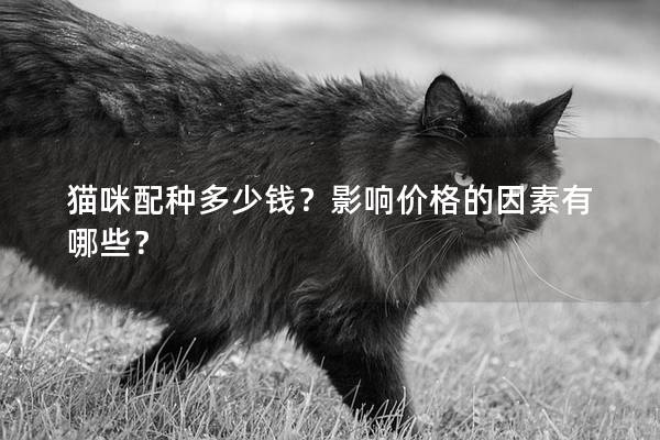 貓咪配種多少錢？影響價格的因素有哪些？