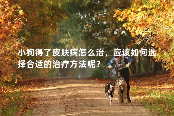 小狗得了皮膚病怎么治,應該如何選擇合適的治療方法呢? 小狗得了皮膚病怎么治,應該如何選擇合適的治療方法呢?