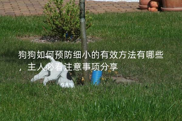 狗狗如何預防細小的有效方法有哪些，主人必看注意事項分享