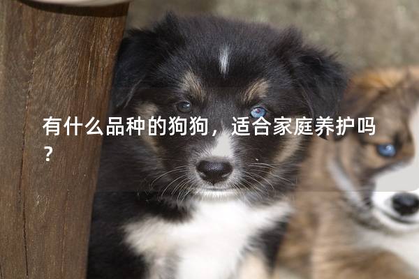 有什么品種的狗狗，適合家庭養(yǎng)護(hù)嗎？