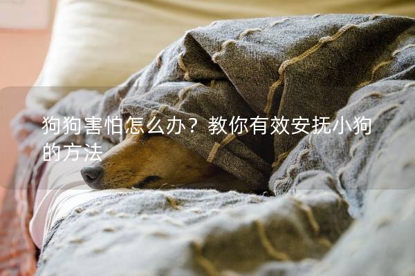 狗狗害怕怎么辦？教你有效安撫小狗的方法
