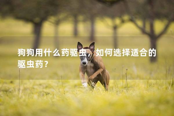 狗狗用什么藥驅蟲，如何選擇適合的驅蟲藥？