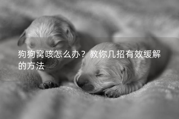 狗狗窩咳怎么辦？教你幾招有效緩解的方法