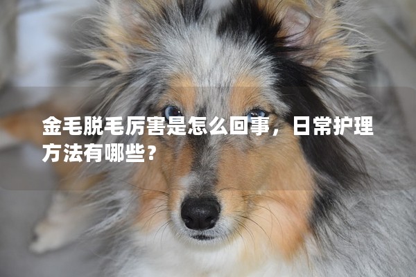 金毛脫毛厲害是怎么回事,日常護理方法有哪些? 金毛脫毛厲害是怎么回事,日常護理方法有哪些?