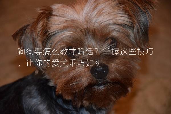 狗狗要怎么教才聽話？掌握這些技巧，讓你的愛犬乖巧如初