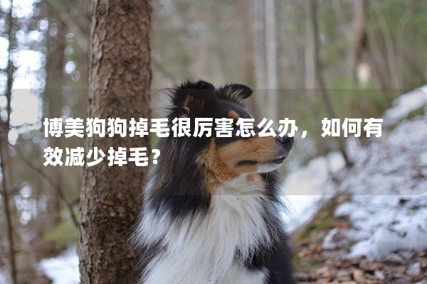 博美狗狗掉毛很厲害怎么辦,如何有效減少掉毛? 博美狗狗掉毛很厲害怎么辦,如何有效減少掉毛?