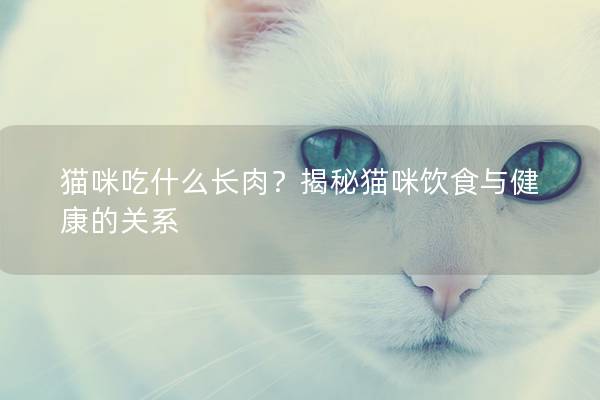 貓咪吃什么長肉？揭秘貓咪飲食與健康的關系