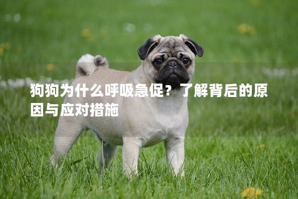 狗狗為什么呼吸急促？了解背后的原因與應對措施