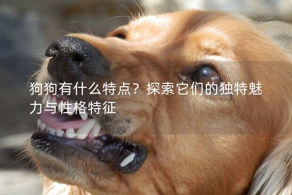 狗狗有什么特點?探索它們的獨特魅力與性格特征 狗狗有什么特點?探索它們的獨特魅力與性格特征