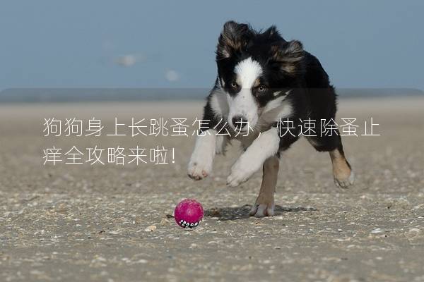 狗狗身上長跳蚤怎么辦,快速除蚤止癢全攻略來啦!