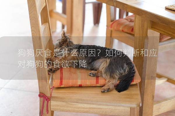狗狗厭食是什么原因？如何判斷和應對狗狗的食欲下降