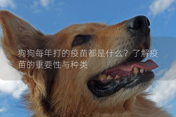 狗狗每年打的疫苗都是什么?了解疫苗的重要性與種類