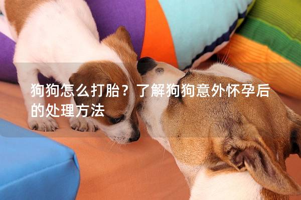 狗狗怎么打胎？了解狗狗意外懷孕后的處理方法