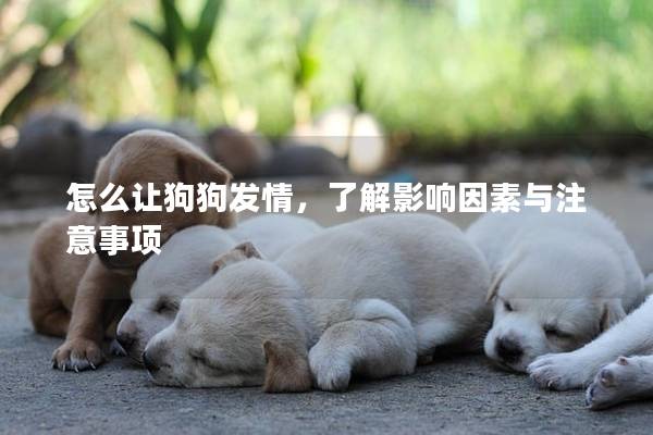 怎么讓狗狗發情，了解影響因素與注意事項