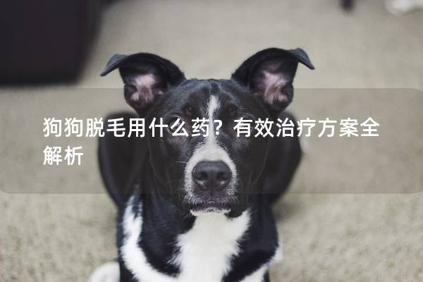 狗狗脫毛用什么藥？有效治療方案全解析