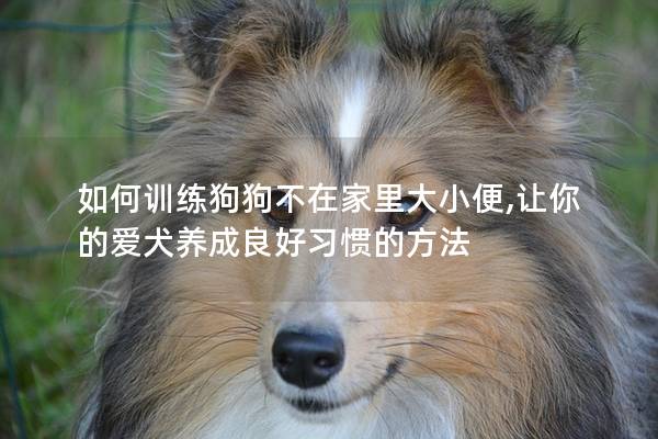 如何訓(xùn)練狗狗不在家里大小便,讓你的愛犬養(yǎng)成良好習(xí)慣的方法